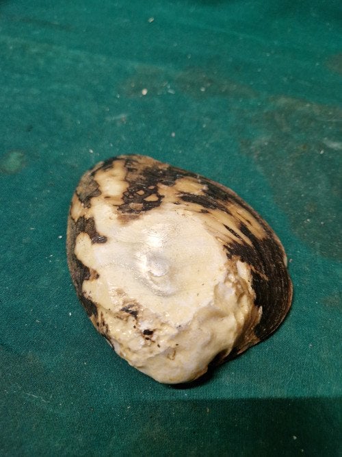 mosselschaaltje van schelp, Ophalen of Verzenden, 'T Olde Gre-j, Info@toldegrej.nl, Endepoelstraat 20f Didam