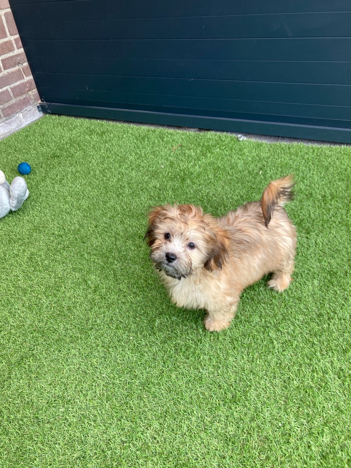 Leuke speelse Boomer pups te koop, Maltezer, Nederland, CDV (hondenziekte), 8 tot 15 weken