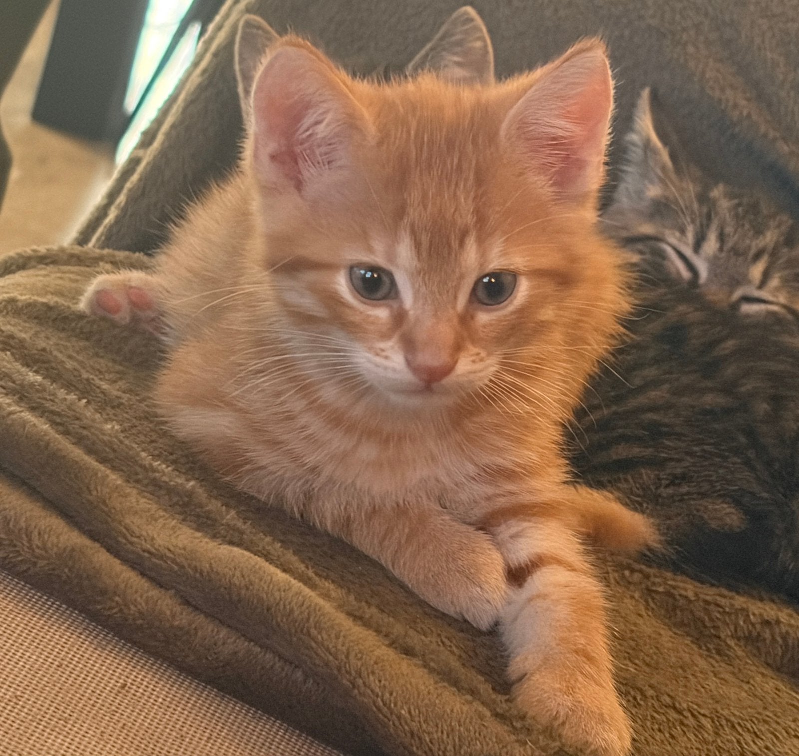 Nog 1 hele mooie, zeer tamme, kitten., Meerdere dieren, Ontwormd, 0 tot 2 jaar