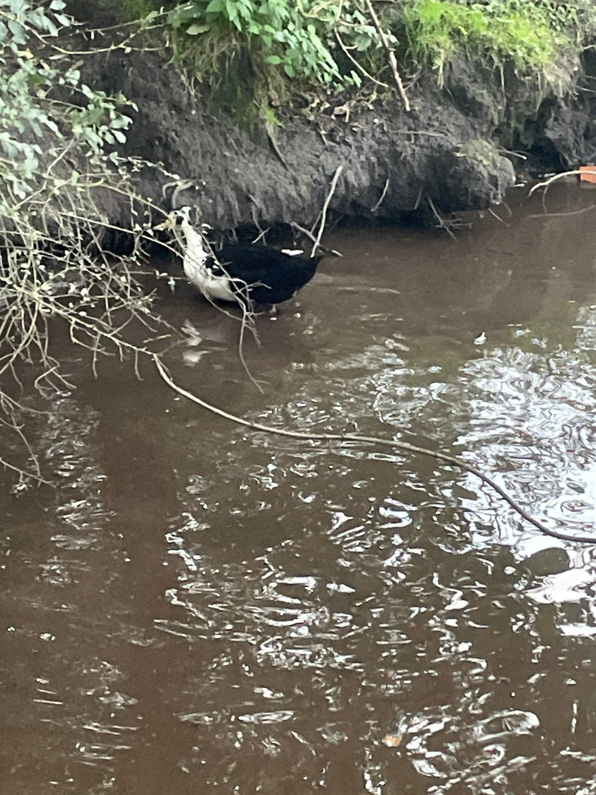 Eenden bieden, Dieren en Toebehoren, Meerdere dieren, Eend