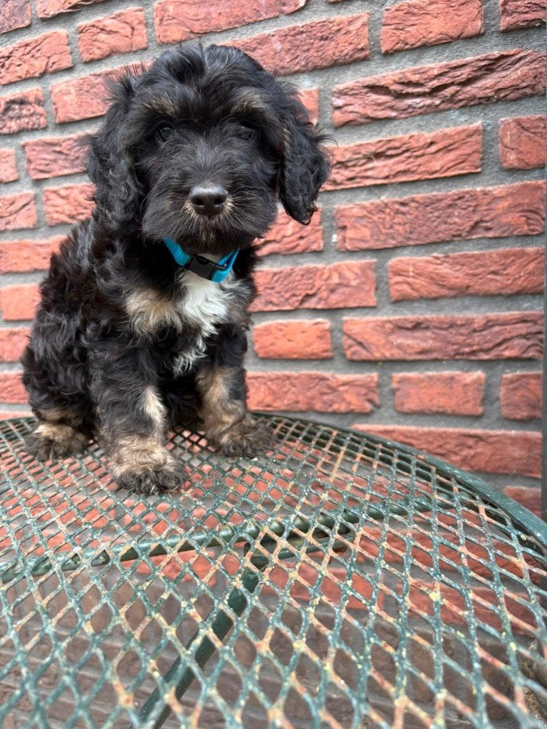 Cockapoo reutjes – geboren op 22 juni 2026, Parvo, Reu, 8 tot 15 weken, Meerdere