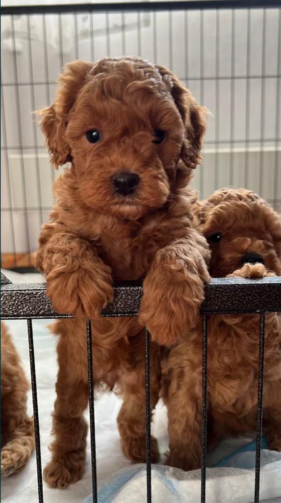 Toy poedel pup, Dieren en Toebehoren, Poedel, Particulier, 15 weken tot 1 jaar, Buitenland