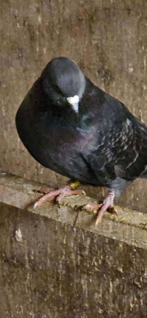 Duiven - Perzische hoogvliegers, Meerdere dieren, Overige soorten