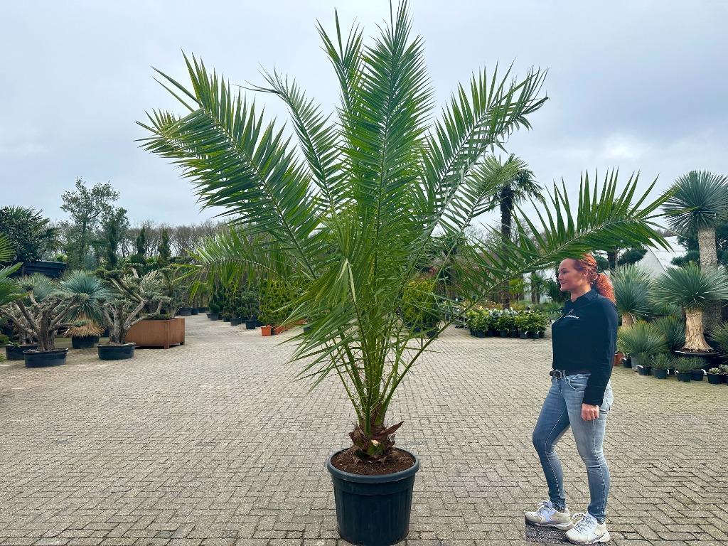 Phoenix canariensis (Canarische dadelpalm) 200/250 cm, Tuin en Terras, Planten | Bomen, Volle zon, Ophalen of Verzenden, 100 tot 250 cm