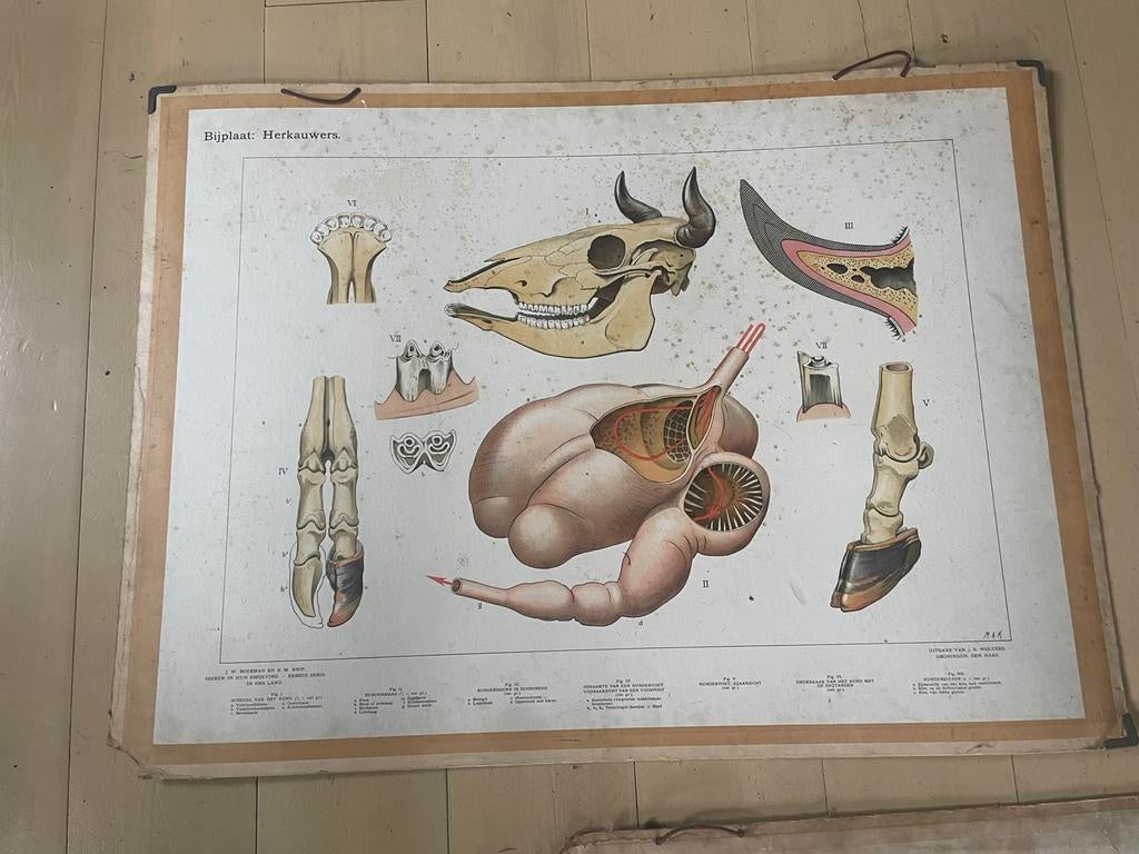 Schoolplaat Herkauwers - Natuur en Biologie, Ophalen, Natuur en Biologie