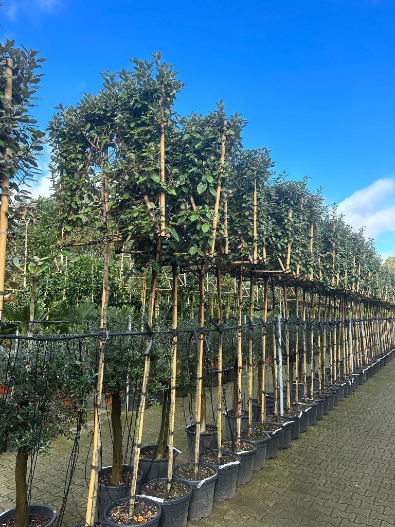 Groenblijvende Elaeagnus ebbingei (olijfwilg) leibomen !!!!, Tuin en Terras, Planten | Bomen, In pot, Leiboom, Halfschaduw, Ophalen of Verzenden