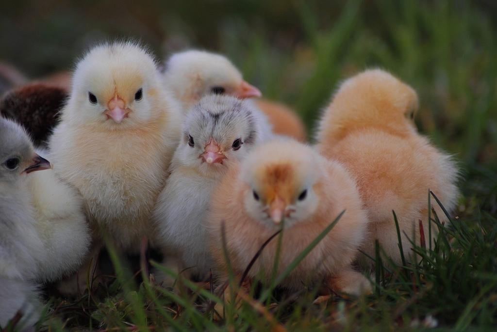 Super lieve COCHIN kriel kuikentjes in alle kleurslagen🐣🐥, Dieren en Toebehoren, Vrouwelijk, Kip