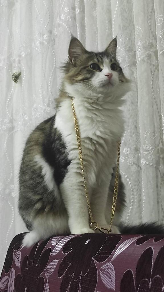 Liefdevol kat, Poes