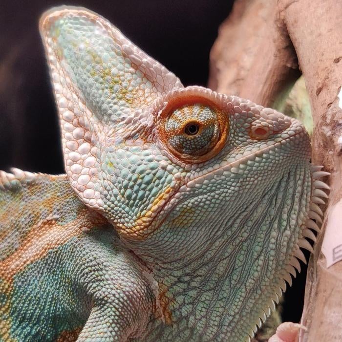 Chamaeleo calyptratus, Dieren en Toebehoren, 0 tot 2 jaar