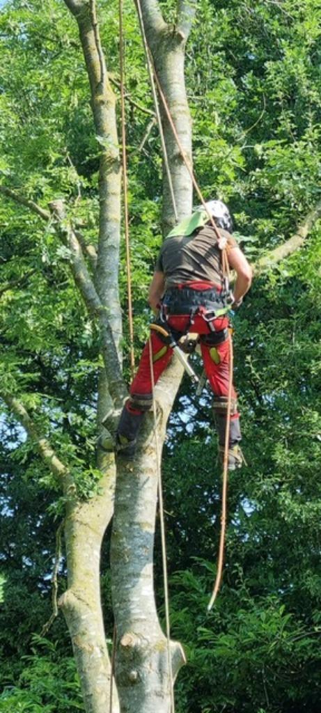 Boom kappen , wortels frezen en takken snipperen, Garantie, Tuinonderhoud of Snoeiwerk