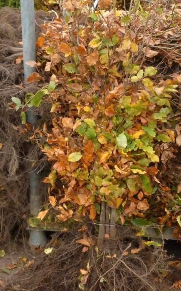 90 x groene beuken €265 incl bezorgen, Tuin en Terras, Planten | Bomen, Ophalen of Verzenden, Bloeit niet, Overige soorten