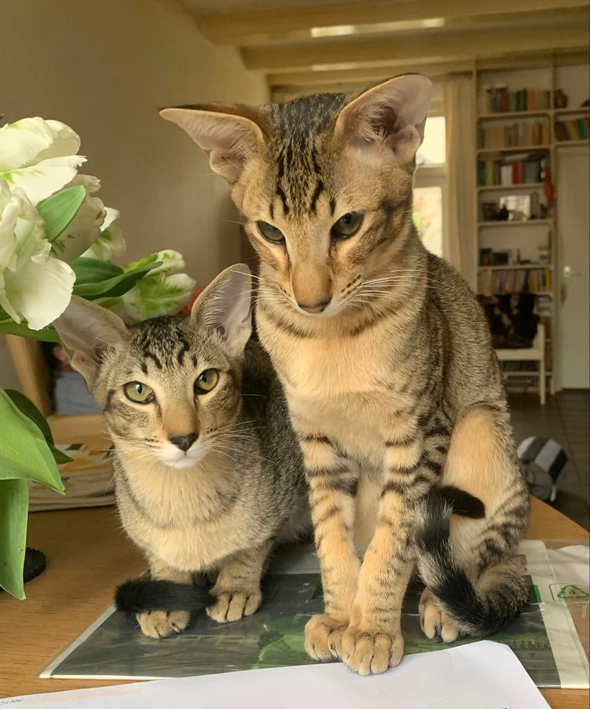 VERMIST  Oosterse korthaar, oriëntal GROTE BELONING, Kater, Gechipt, 3 tot 5 jaar
