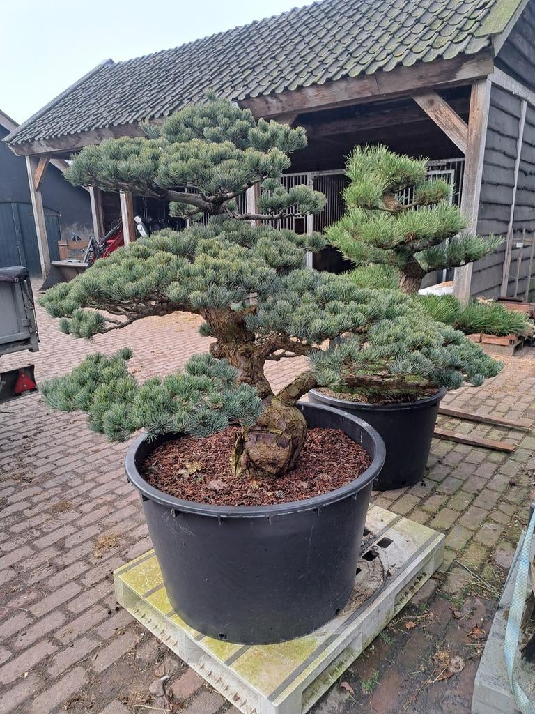 Pinus parviflora Niwaki Japan import!!, Tuin en Terras, Planten | Bomen, Ophalen, Bloeit niet, Volle zon, Overige soorten