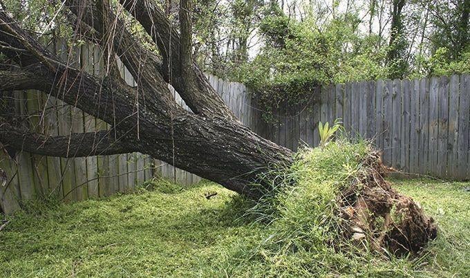 Gezocht gratis (zieke) bomen voor haardhout., 3 tot 6 m³, Ophalen