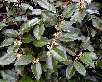 Elaeagnus ebbingei leischerm, kant en klaar haag, Ophalen of Verzenden, Halfschaduw, Overige soorten, 100 tot 250 cm