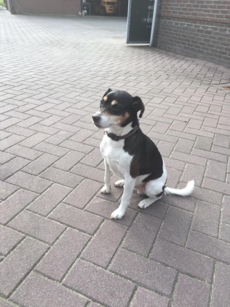 boerenfox dekreu, 6 jaar of ouder, Reu, Eén hond, Nederland