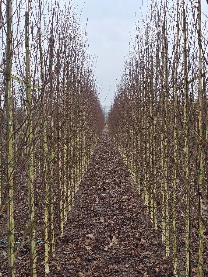 Witte Himalayaberk | Betula utilis jacquemontii, Ophalen, Halfschaduw, Overige soorten, Lente