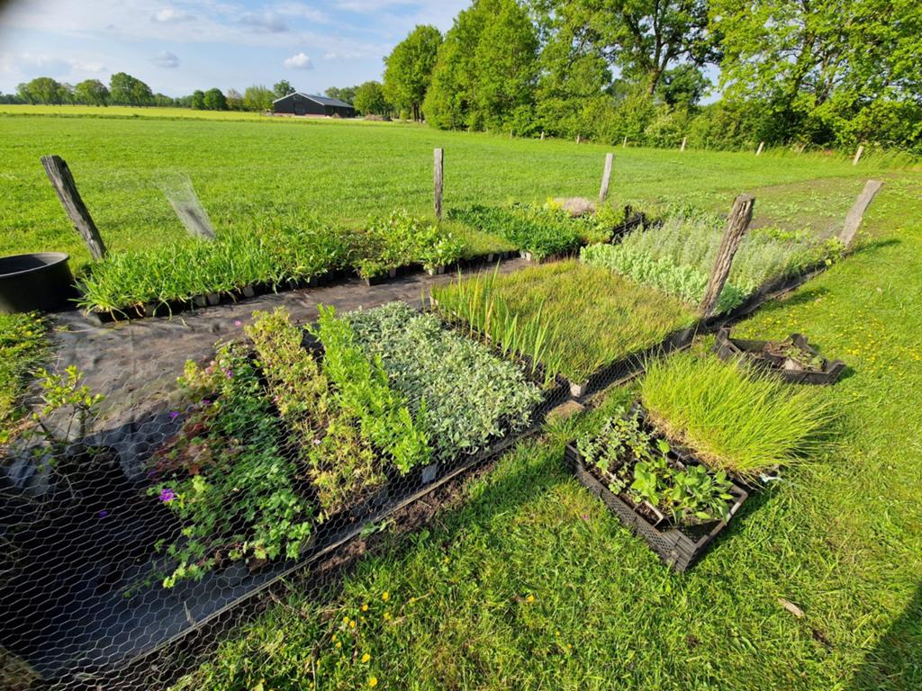 Vaste planten gekweekt in p9 pot, Ophalen, Overige soorten, Volle zon