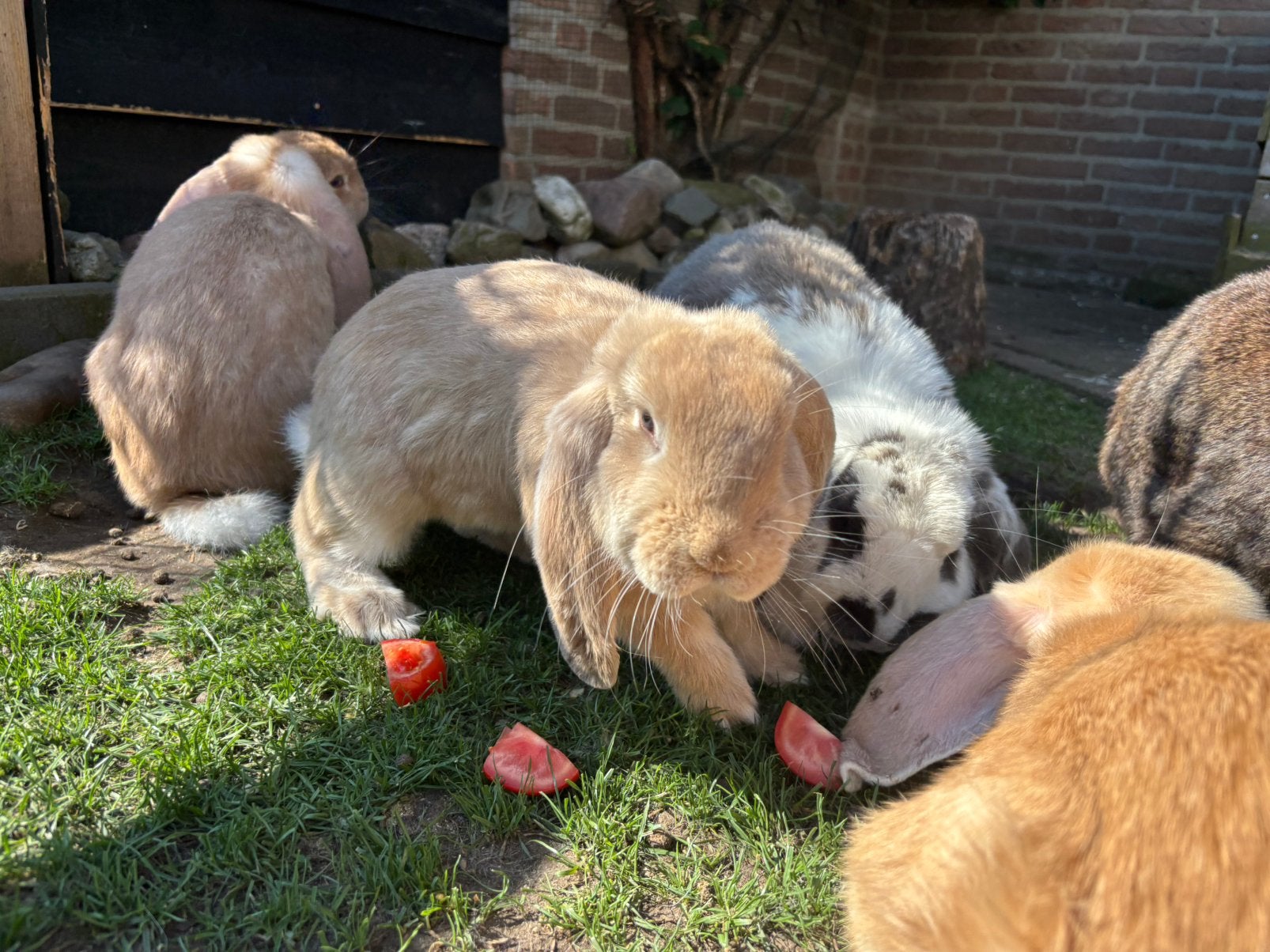 Olly, Otis en Olaf zoeken een fijne plek (Franse hangoren), Mannelijk, Groot, Hangoor