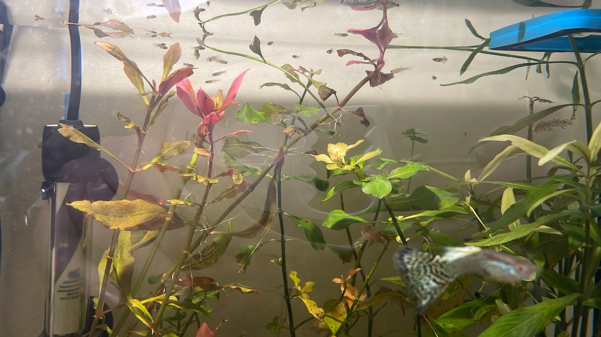 Babyguppies, Vis, Zoetwatervis