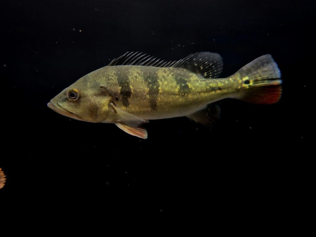 Cichla kelberi, Vis, Zoetwatervis