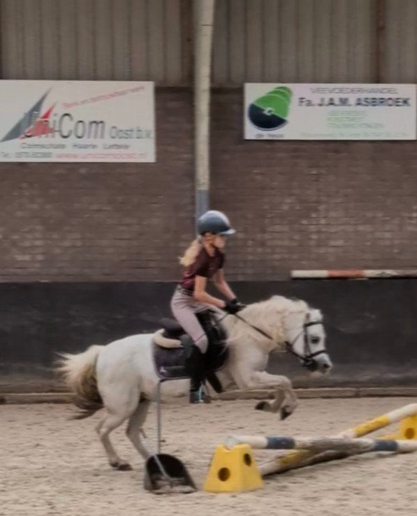 Verzorg pony gezocht, Dieren en Toebehoren, Ophalen