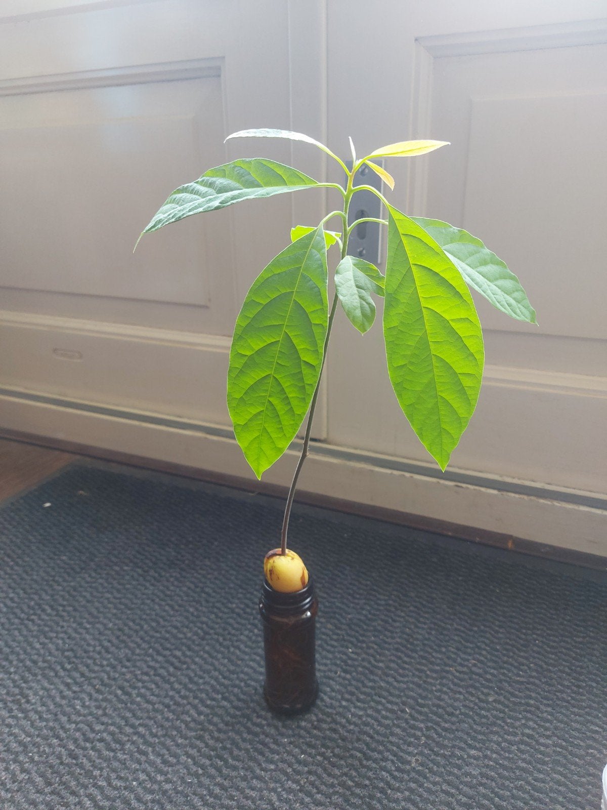 Avocado plantje, Ophalen, Minder dan 100 cm, Overige soorten, Volle zon