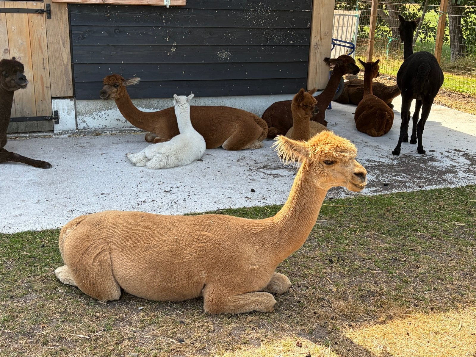 Foto 6 van Te koop goed bewezen alpaca hengst van 2021