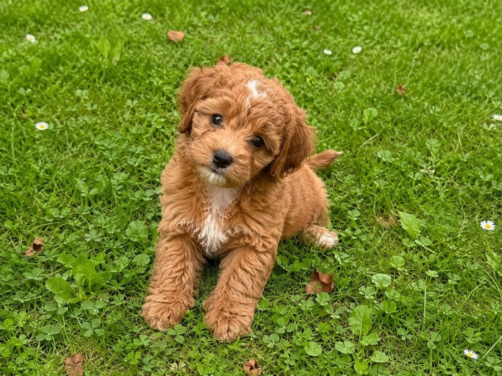 Lieve mini labradoodle pups zoeken een fijn thuis, Dieren en Toebehoren, Honden | Retrievers, Spaniëls en Waterhonden, Parvo, Overige rassen