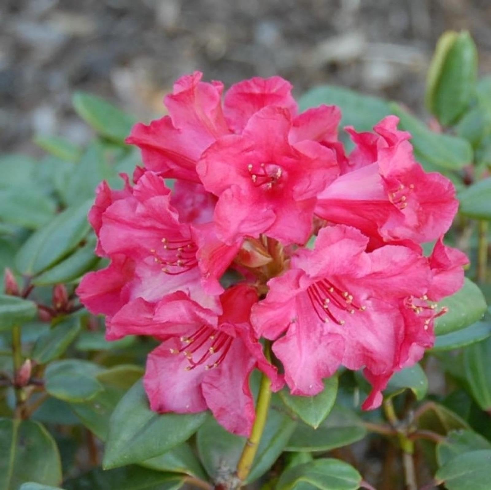 Partij 10 Stuks Rhododendron Tromba 50/70 cm 5L Pot, Tuin en Terras, Planten | Struiken en Hagen, Ophalen, Rhododendron, Struik