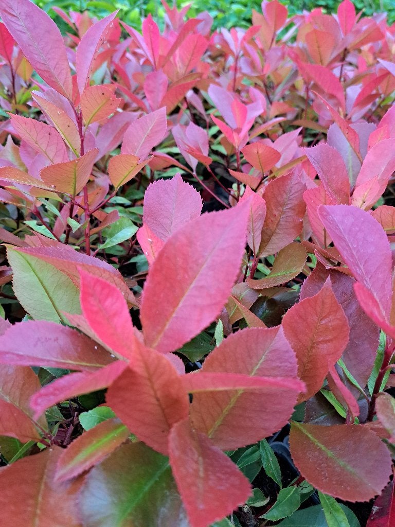 27 Photinia fraseri Red Robin Glansmispels € 30, Ophalen, Overige soorten, Haag, Minder dan 100 cm