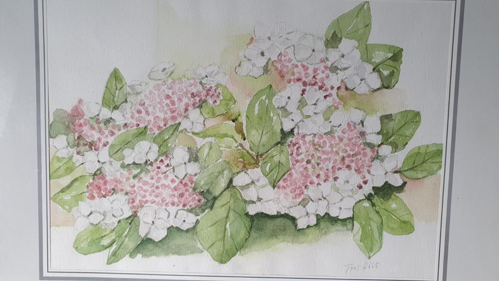 Aquarel hortensia bloemen van Toos Wils, Ophalen of Verzenden