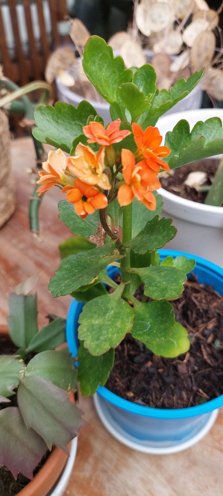 Kalanchoë - Oranje bloeiende vetplant, Huis en Inrichting, Kamerplanten, Ophalen, Halfschaduw, Minder dan 100 cm