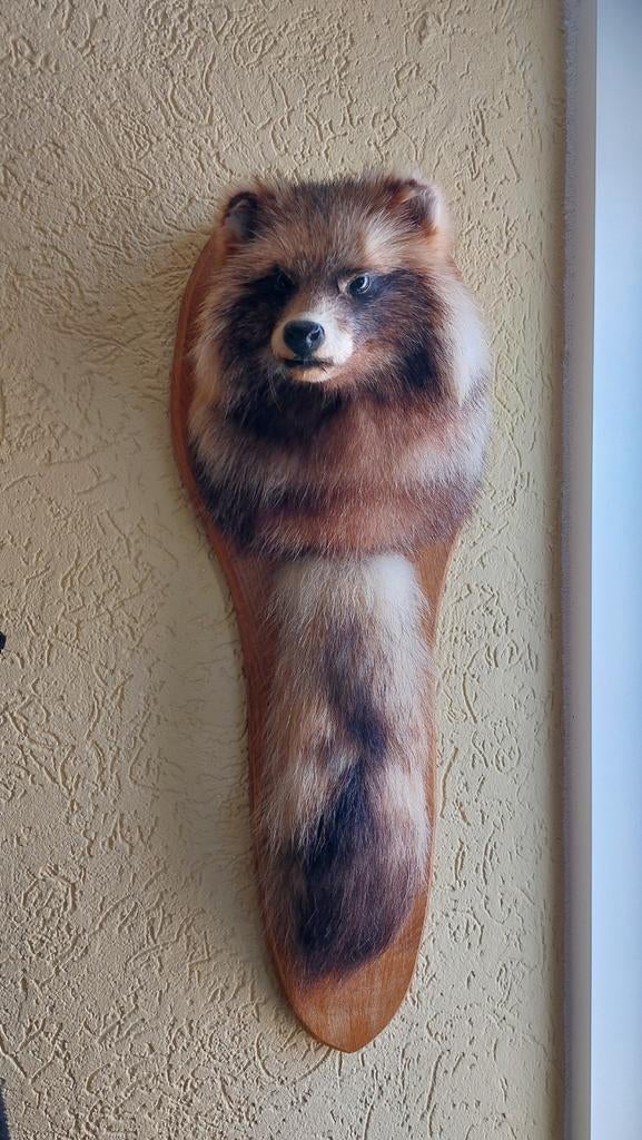 Taxidermie opgezette wasbeerhond met staart, Verzamelen, Dierenverzamelingen, Ophalen, Zo goed als nieuw, Wild dier, Opgezet dier