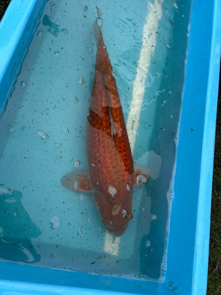 Ogiba grinsly in de groei 55 cm, Karper of Koi