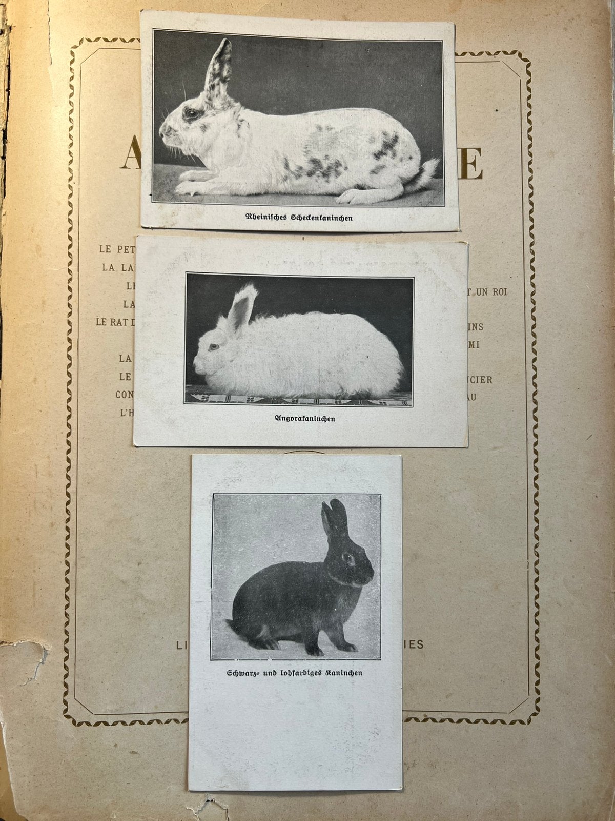 Konijnen (MC), Verzamelen, Ophalen of Verzenden, Voor 1920, Ongelopen, Knaagdier