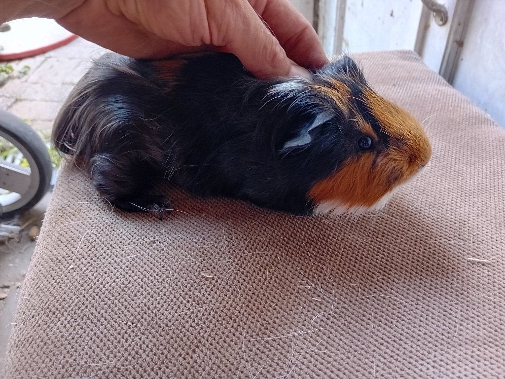 Cavia beertje, November, Mannelijk, Cavia