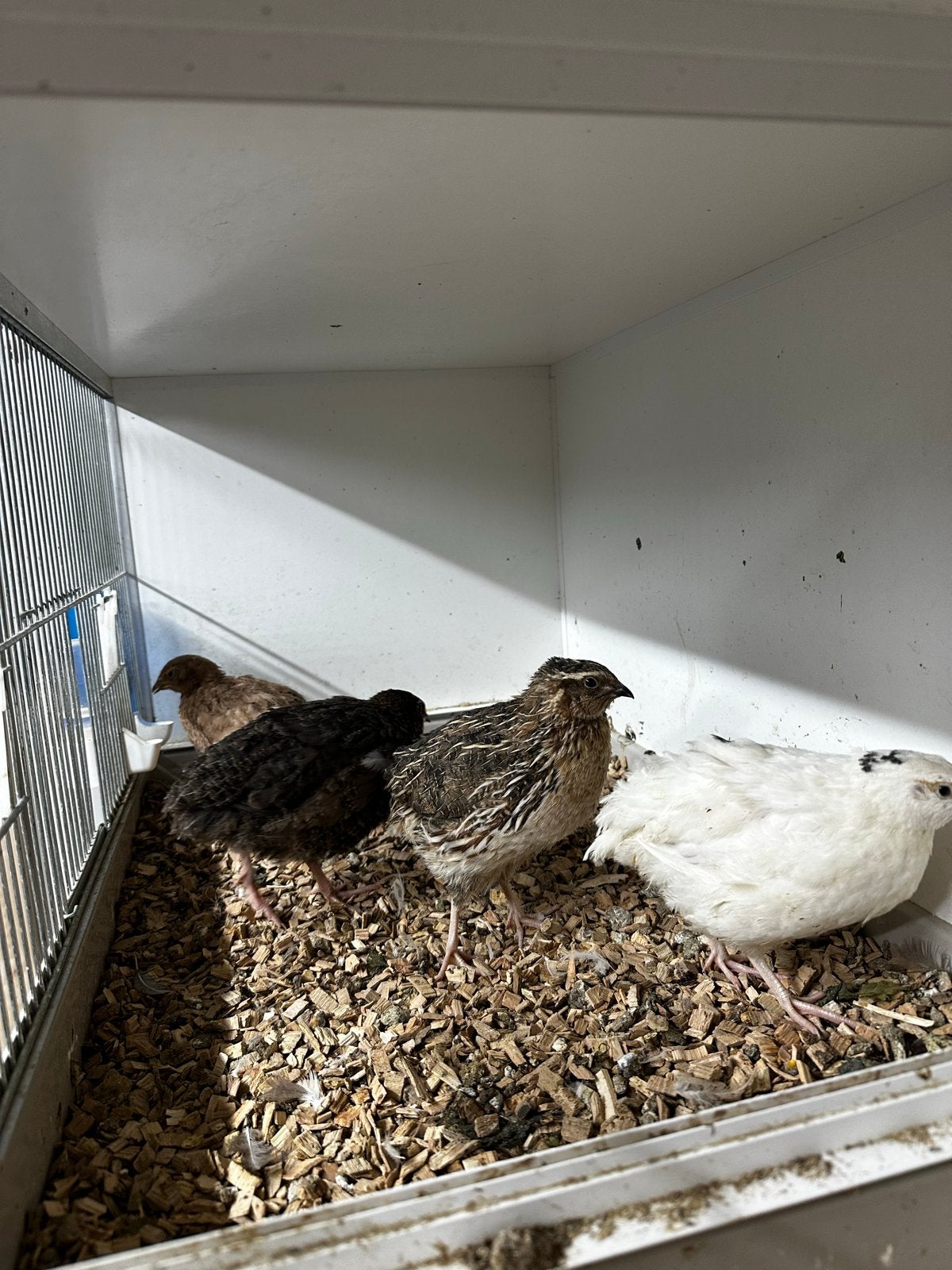 Japanse kwartels, Meerdere dieren