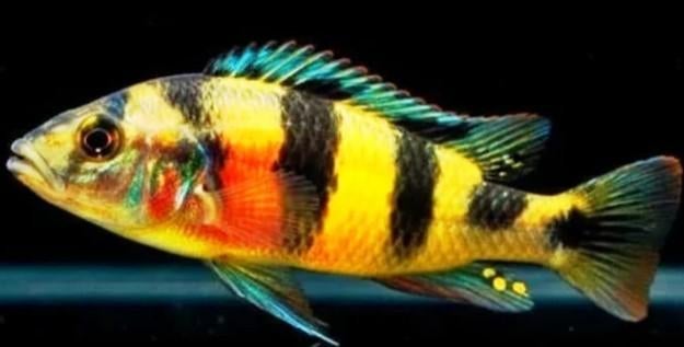Cichliden Haplochromis Obliquidens Zebra 5-7 cm - Koidream, Vis, Zoetwatervis