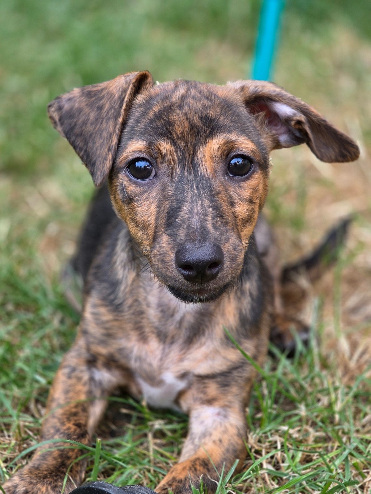 Jack Russel pup mag verhuizen!, Jack Russell Terriër, 8 tot 15 weken, Parvo, Meerdere