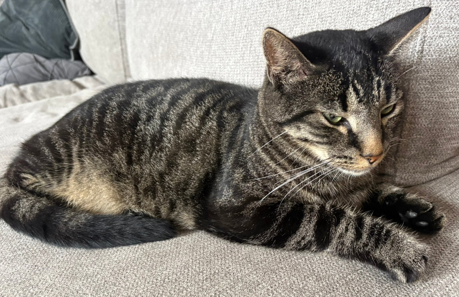 Lief en rustig huisje gezocht voor Donnie ️, Dieren en Toebehoren, Katten en Kittens | Raskatten | Korthaar, Kater, 3 tot 5 jaar