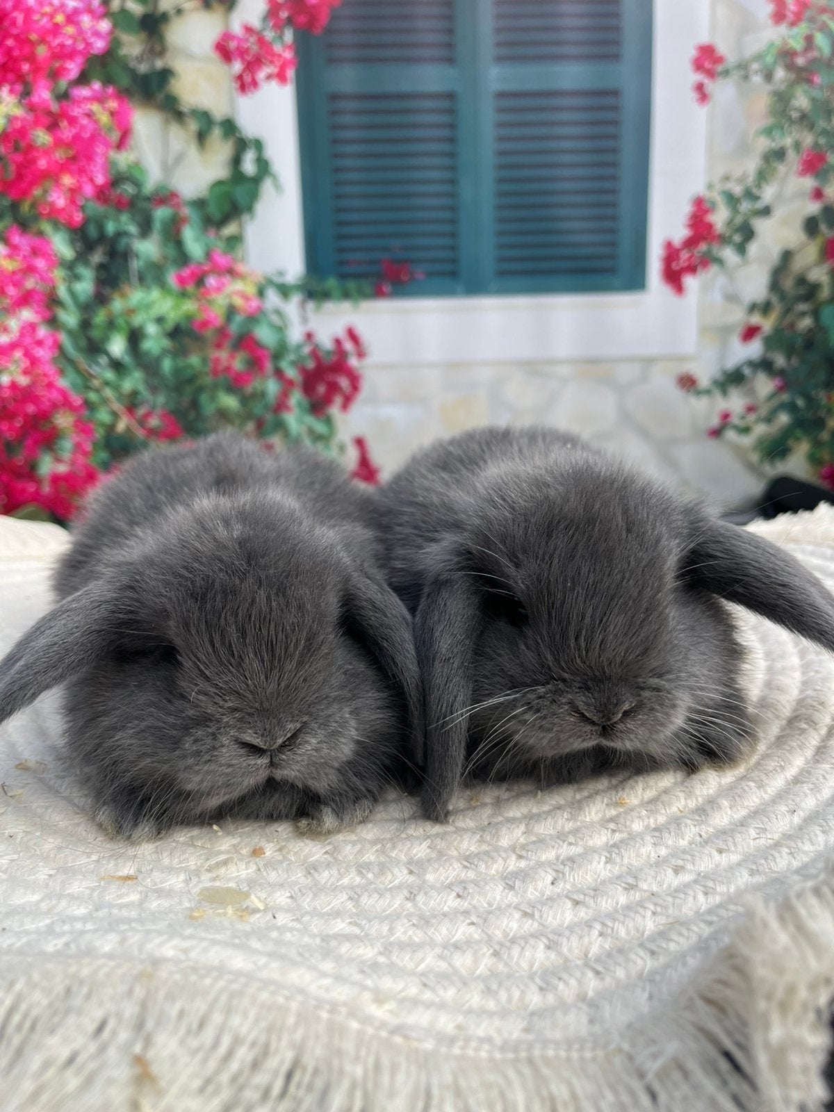 Knappe Minilop voedstertjes🩷, Meerdere dieren, Dwerg