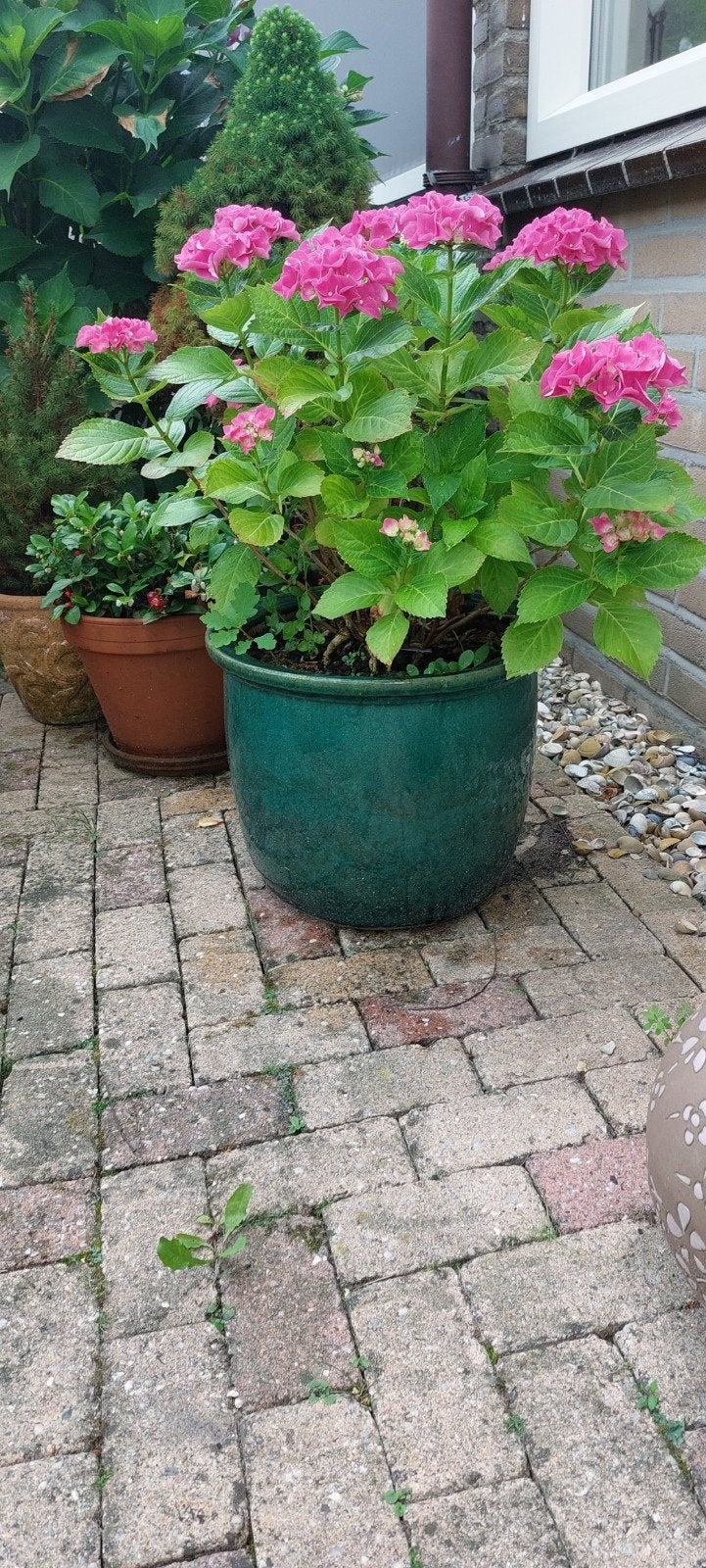 Grote hortentia in een geglazuurde pot, Tuin en Terras, Ophalen, Overige soorten, Halfschaduw