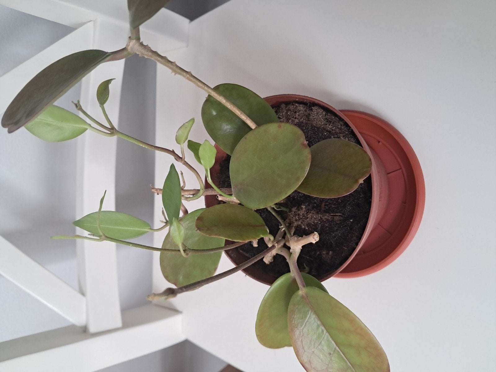 Hoya Australis, Huis en Inrichting, Kamerplanten, Ophalen, Halfschaduw, Minder dan 100 cm
