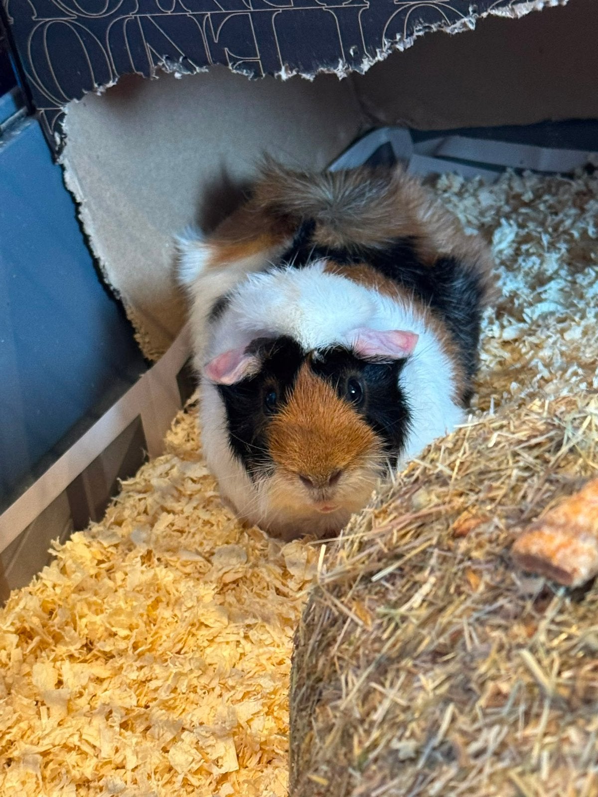 Cavias, Dieren en Toebehoren, Knaagdieren, Cavia, Meerdere dieren, Tam, September