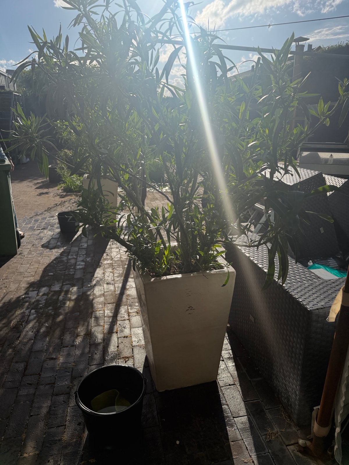 Winterharde Witte Oleander in grote witte pot, Overige soorten, Volle zon, Vaste plant, Ophalen of Verzenden