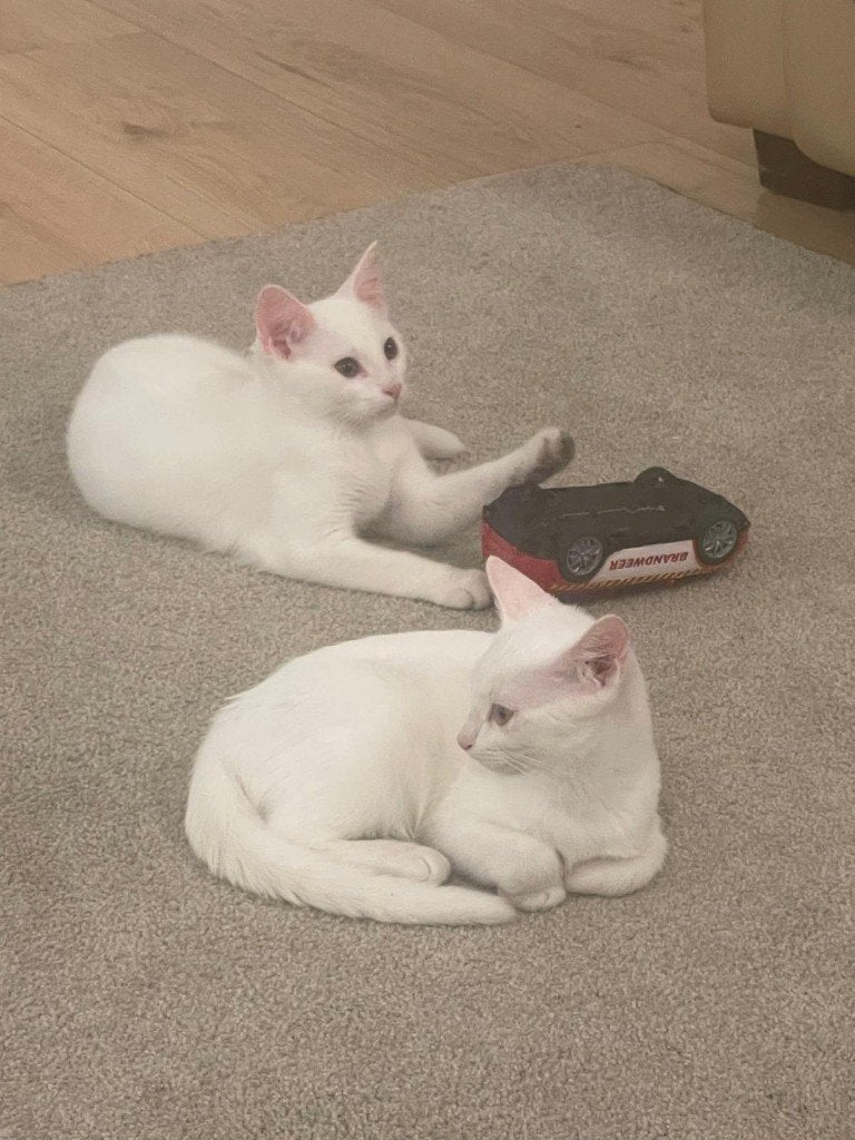 Beautiful Kitten Looking New Home, Kater, Ontwormd