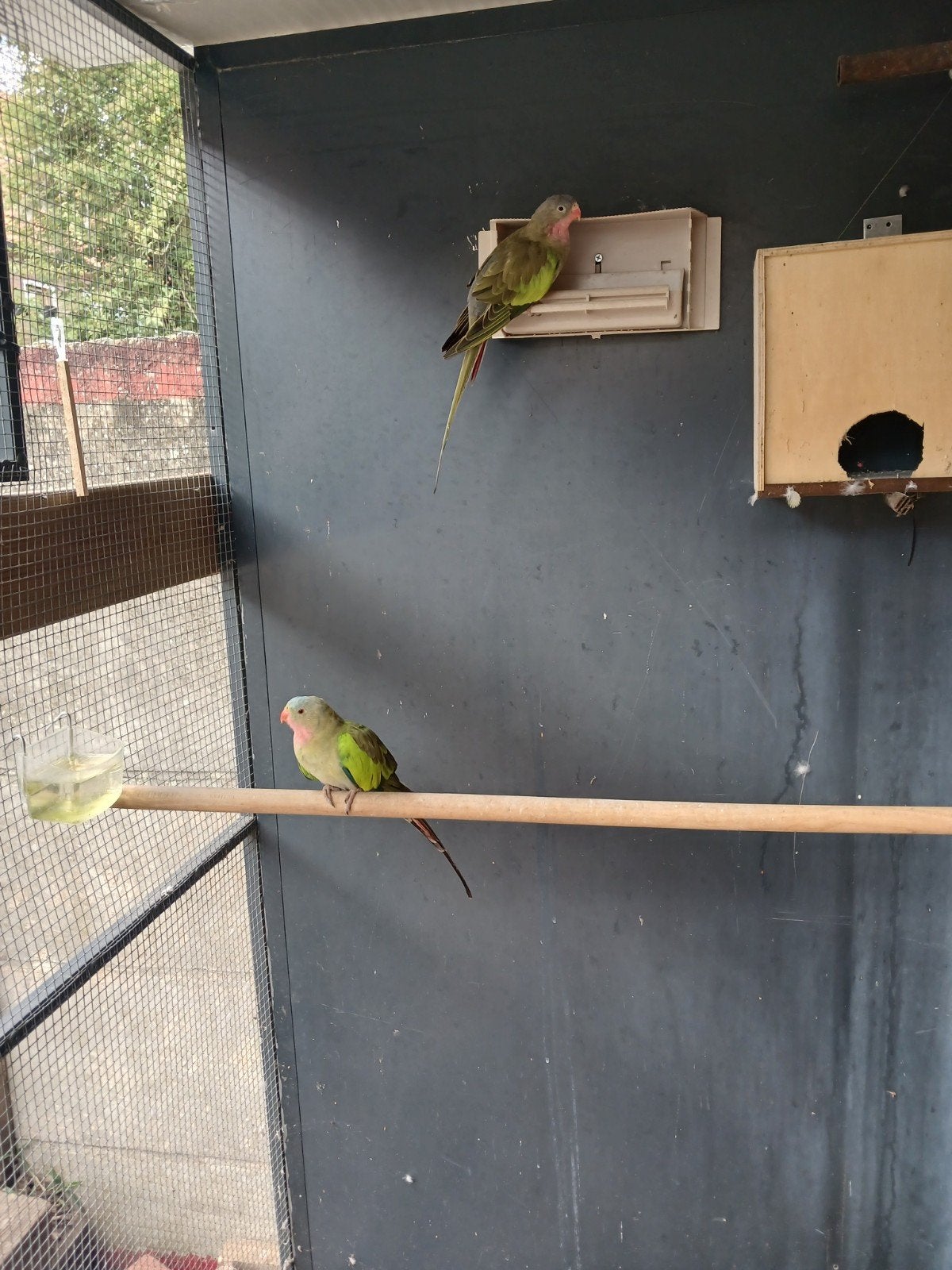 princes waels parkieten, Meerdere dieren, Parkiet