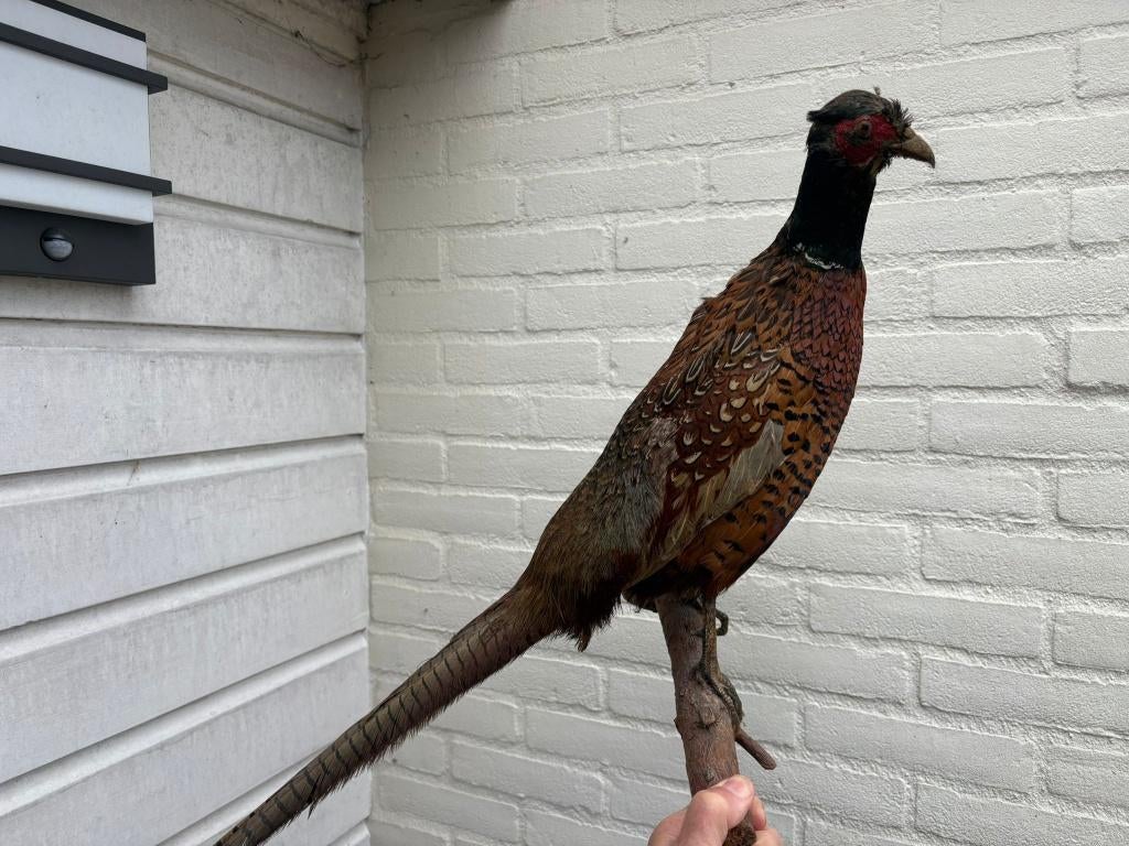 Twee fazanthanen, Ophalen, Gebruikt, Vogel, Opgezet dier
