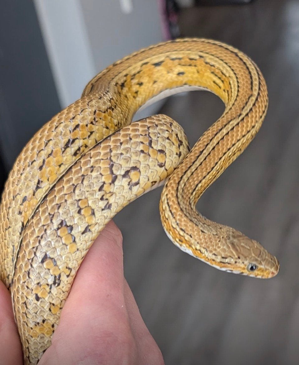 0.0.5 guttatus palmetto tessera het caramel Corn Snake photo 5